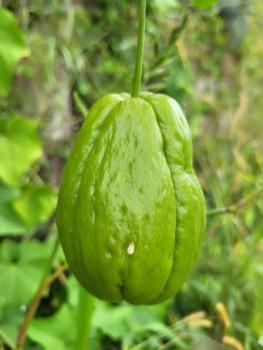 Chayote (glatte Früchte)  (Pflanze)